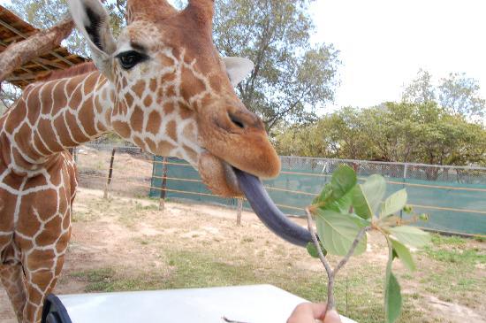 Imageresult for okapi and giraffe tongue